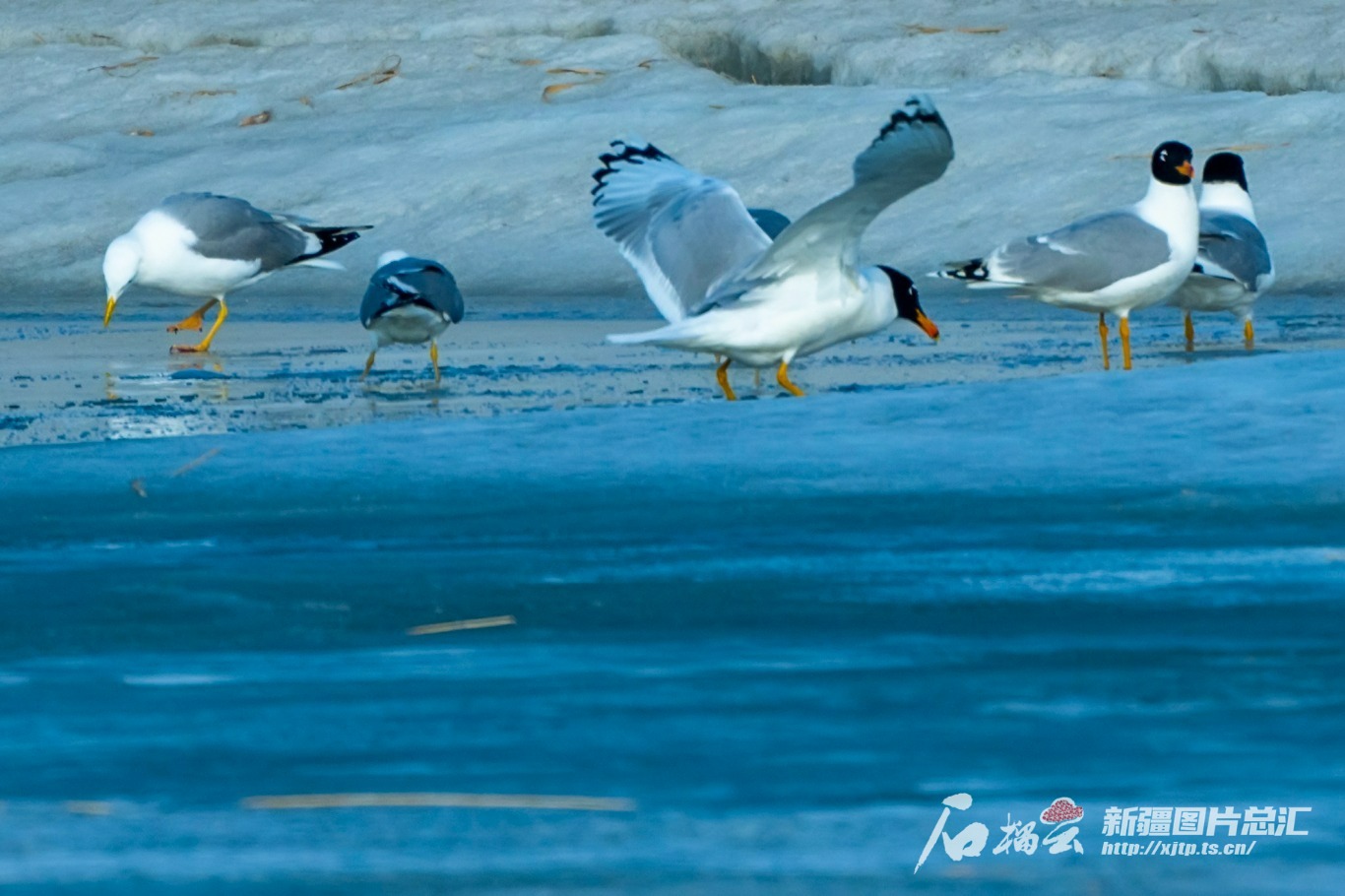 3月15日，克拉玛依古海生态公园，鸥鸟在冰雪融化的水中觅食。闵勇 摄 (14).jpg