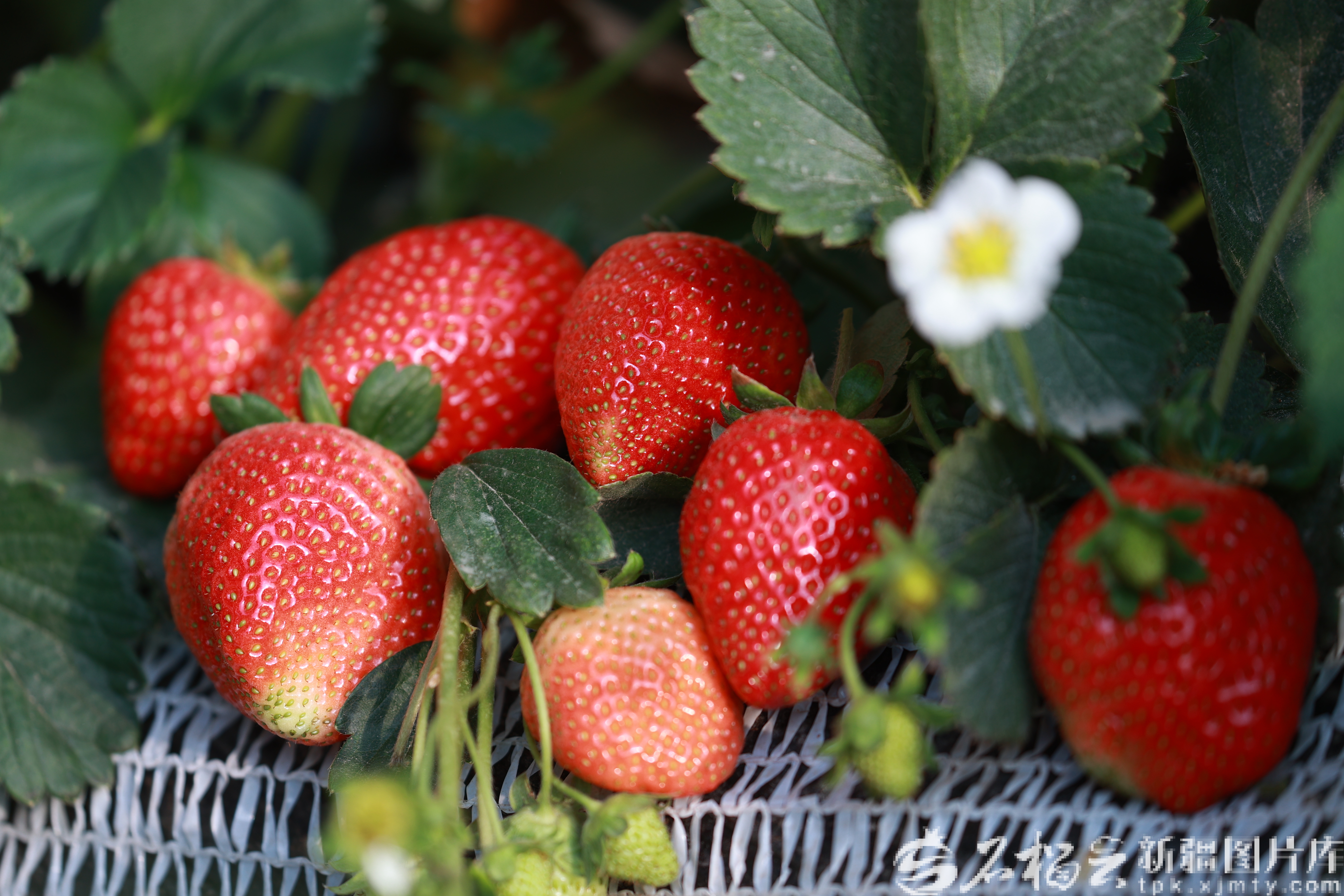 图为大棚内冬日成熟的草莓